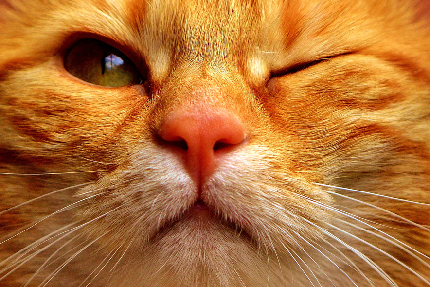 Closeup of a Winking Cat